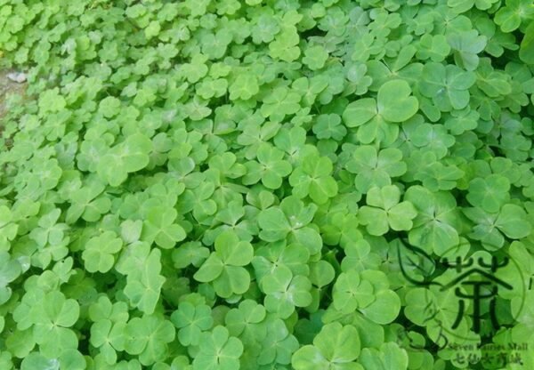 Four Leaves Clover, Galium Bungei Seed 3000 PCS, Four-leaf Clover Xingyuncao - Image 3