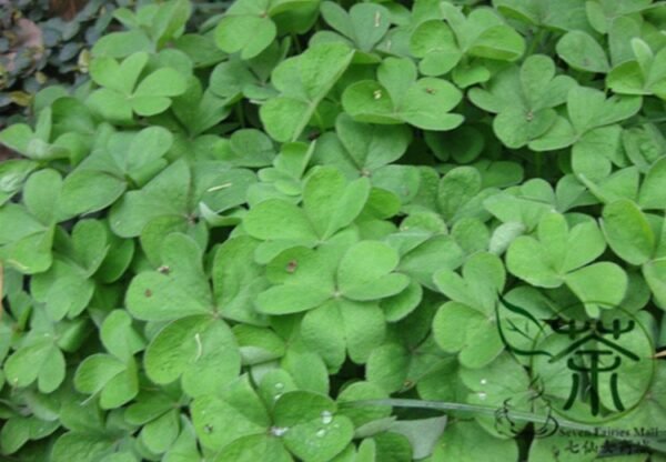 Four Leaves Clover, Galium Bungei Seed 3000 PCS, Four-leaf Clover Xingyuncao - Image 4