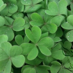 Four Leaves Clover, Galium Bungei Seed 3000 PCS, Four-leaf Clover Xingyuncao