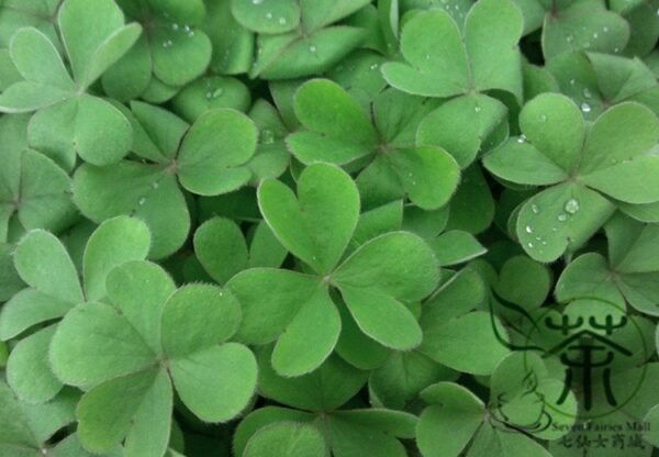 Four Leaves Clover, Galium Bungei Seed 3000 PCS, Four-leaf Clover Xingyuncao