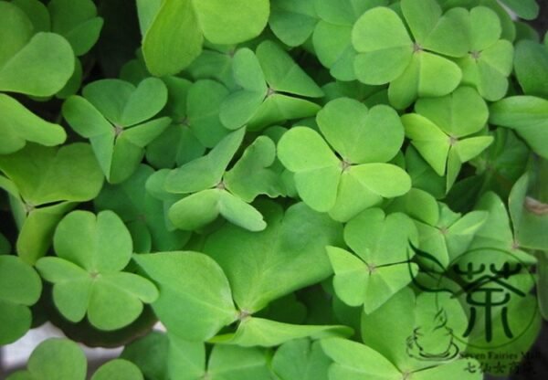 Four Leaves Clover, Galium Bungei Seed 3000 PCS, Four-leaf Clover Xingyuncao - Image 6