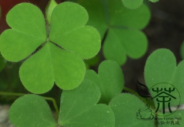 Four Leaves Clover, Galium Bungei Seed 3000 PCS, Four-leaf Clover Xingyuncao - Image 7