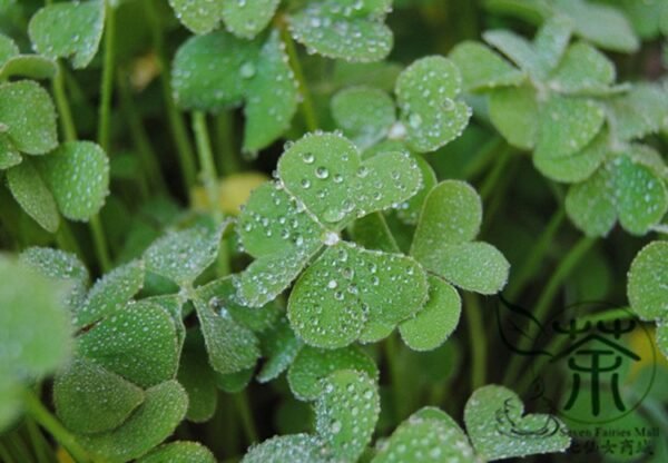 Four Leaves Clover, Galium Bungei Seed 3000 PCS, Four-leaf Clover Xingyuncao - Image 8