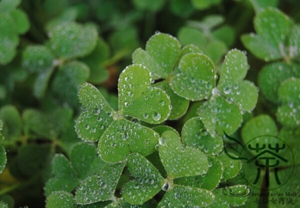 Four Leaves Clover, Galium Bungei Seed 3000 PCS, Four-leaf Clover Xingyuncao - Image 9