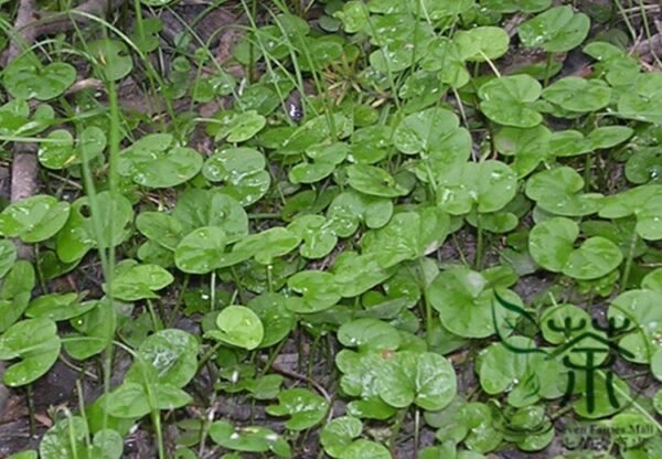 Dichondra Repens, Mercury Bay Weed Seed 3000 PCS, Kidney Weed Matijin - Image 2