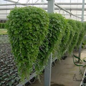 Dichondra Repens, Mercury Bay Weed Seed 3000 PCS, Kidney Weed Matijin