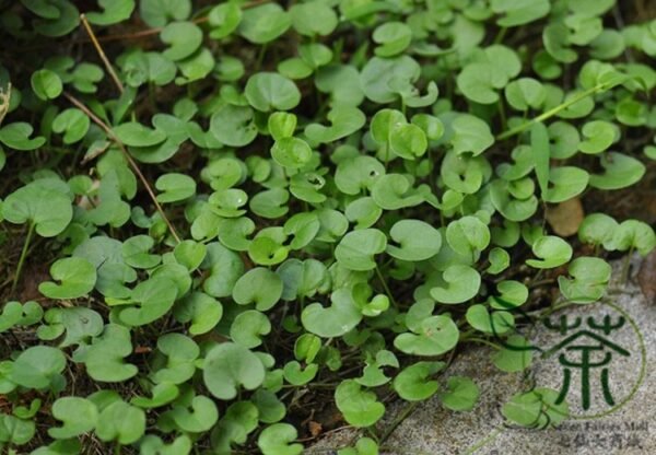 Dichondra Repens, Mercury Bay Weed Seed 3000 PCS, Kidney Weed Matijin - Image 3