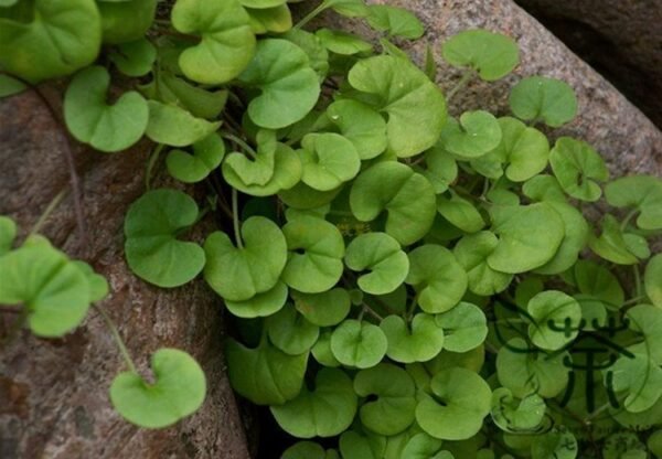 Dichondra Repens, Mercury Bay Weed Seed 3000 PCS, Kidney Weed Matijin - Image 4