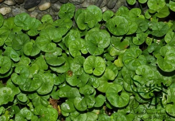 Dichondra Repens, Mercury Bay Weed Seed 3000 PCS, Kidney Weed Matijin - Image 5