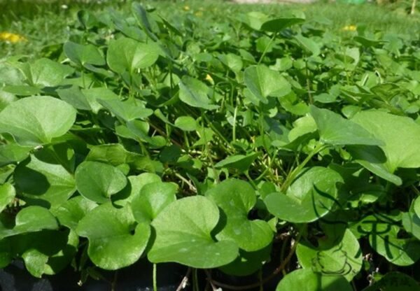 Dichondra Repens, Mercury Bay Weed Seed 3000 PCS, Kidney Weed Matijin - Image 6