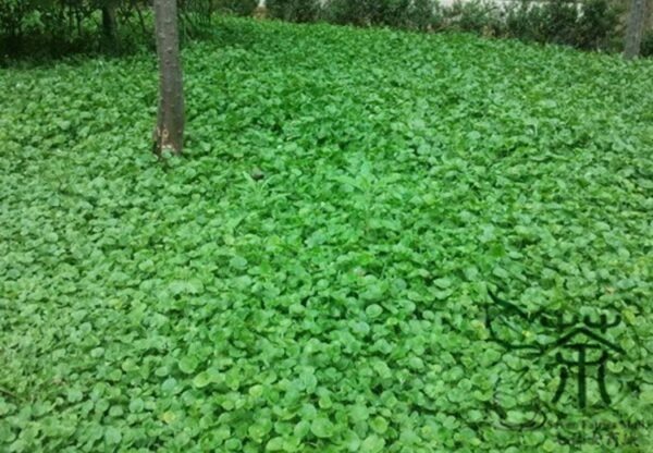 Dichondra Repens, Mercury Bay Weed Seed 3000 PCS, Kidney Weed Matijin - Image 7