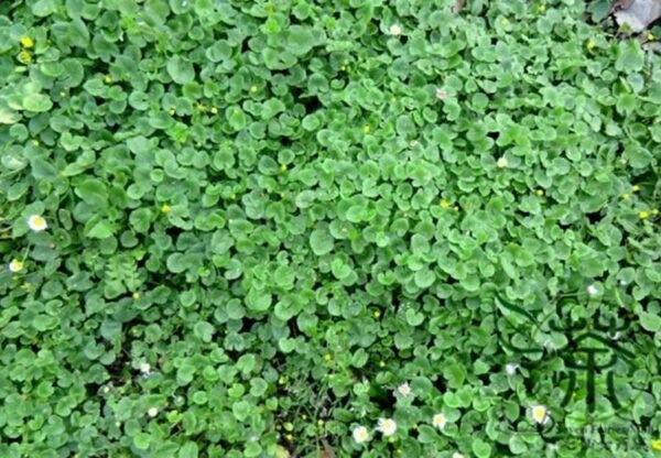 Dichondra Repens, Mercury Bay Weed Seed 3000 PCS, Kidney Weed Matijin - Image 8