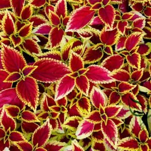 Coleus Blumei, Painted Nettle Seed 5000 PCS, Flame Nettle Caiyecao