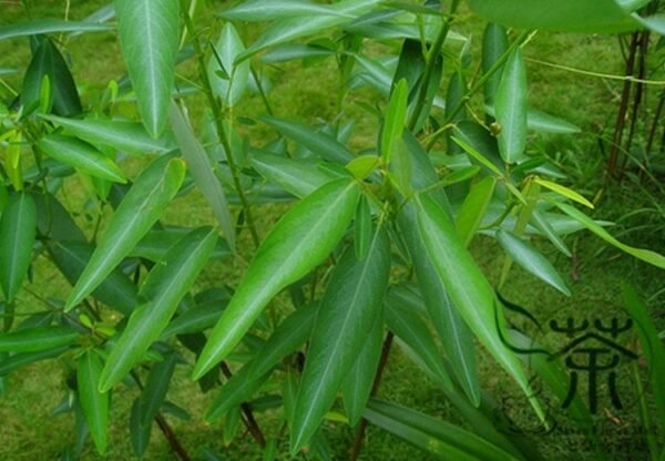 Codariocalyx Motorius, Telegraph Plant Seed 500 PCS, Dancing Plant Tiaowucao - Image 6