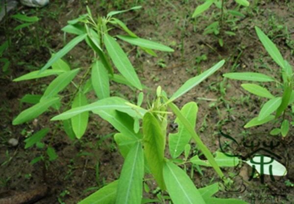 Codariocalyx Motorius, Telegraph Plant Seed 500 PCS, Dancing Plant Tiaowucao - Image 2