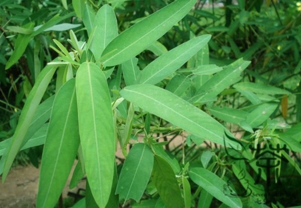 Codariocalyx Motorius, Telegraph Plant Seed 500 PCS, Dancing Plant Tiaowucao - Image 5