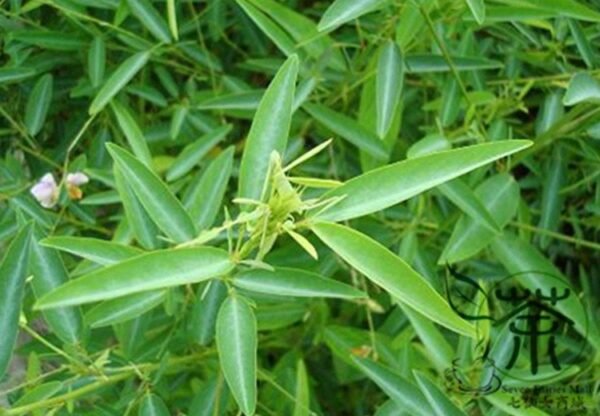 Codariocalyx Motorius, Telegraph Plant Seed 500 PCS, Dancing Plant Tiaowucao - Image 7