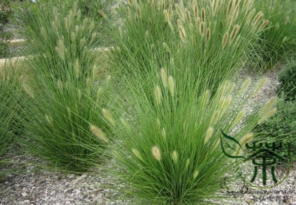 Chinese Pennisetum, Pennisetum Alopecuroides Seed 3000 PCS, Langweicao - Image 6