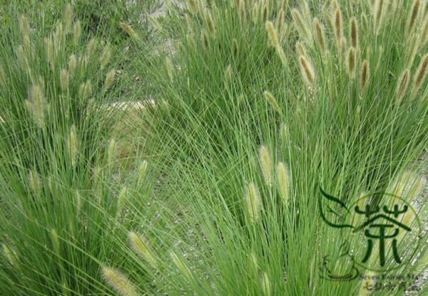 Chinese Pennisetum, Pennisetum Alopecuroides Seed 3000 PCS, Langweicao - Image 3