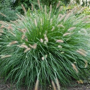 Chinese Pennisetum, Pennisetum Alopecuroides Seed 3000 PCS, Langweicao