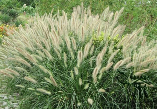 Chinese Pennisetum, Pennisetum Alopecuroides Seed 3000 PCS, Langweicao - Image 5