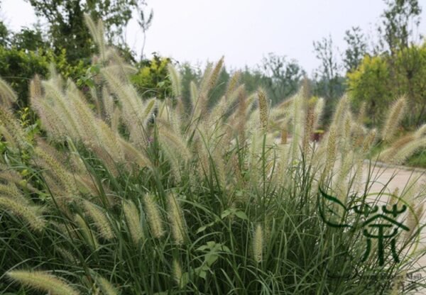 Chinese Pennisetum, Pennisetum Alopecuroides Seed 3000 PCS, Langweicao - Image 4