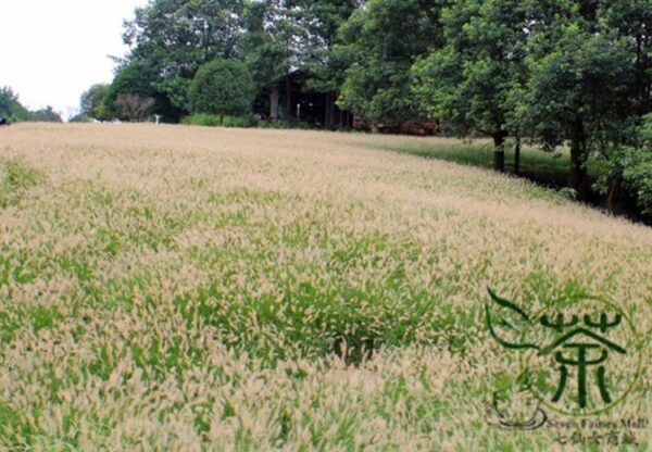 Chinese Pennisetum, Pennisetum Alopecuroides Seed 3000 PCS, Langweicao - Image 7