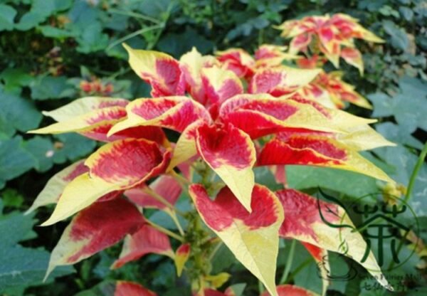 Amaranthus Tricolor, Tandalja Bhaji Seed 10000 PCS, Tandaljo Callaloo Yanlaihong