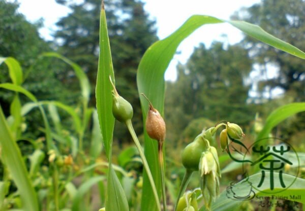 Coix Lacryma-jobi, Job's Tears Seed 500 PCS, Tear Grass Caozhuzi - Image 7