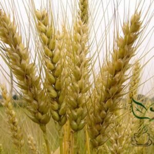 Triticum Aestivum, Common Wheat Seed 2000 PCS, Bread Wheat Xiaomai