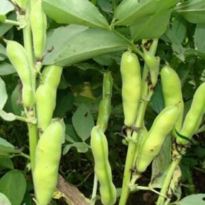 Vicia Faba, Fava Bean Seed 200 PCS, Faba Bean Candou