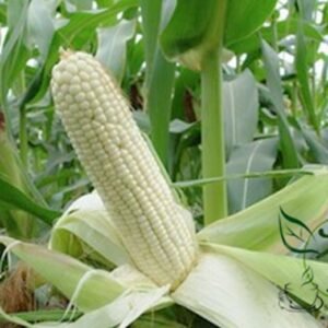 White Maize, Zea Mays Corn Seed 200 PCS, Sweet Zea Mays Corn Baiyumi