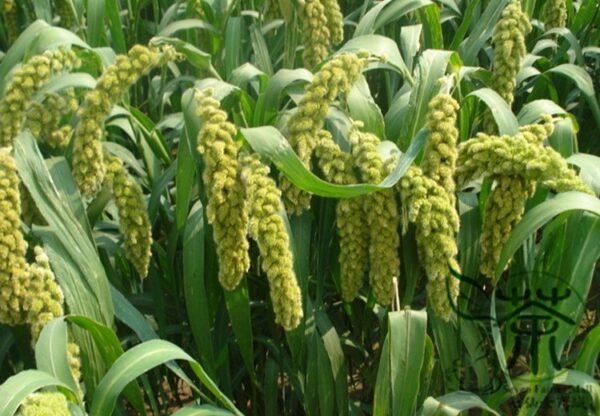 Setaria Italica, Foxtail Millet Seed 20000 PCS, Panicum Italicum Huangguzi - Image 2