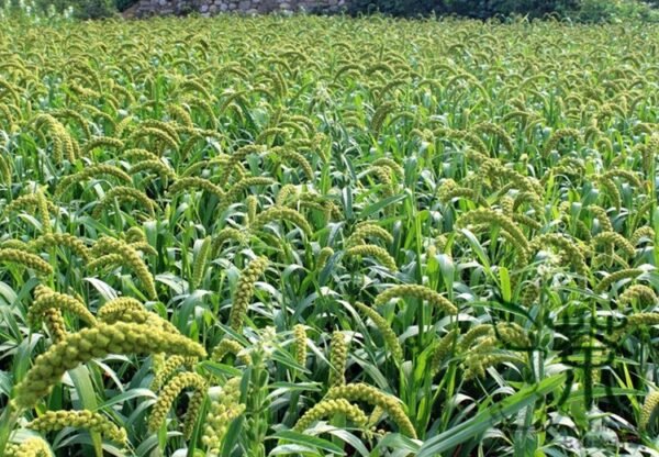 Setaria Italica, Foxtail Millet Seed 20000 PCS, Panicum Italicum Huangguzi - Image 3