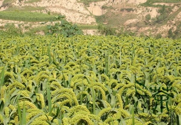 Setaria Italica, Foxtail Millet Seed 20000 PCS, Panicum Italicum Huangguzi - Image 4