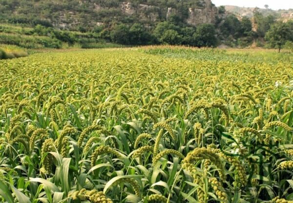 Setaria Italica, Foxtail Millet Seed 20000 PCS, Panicum Italicum Huangguzi - Image 5