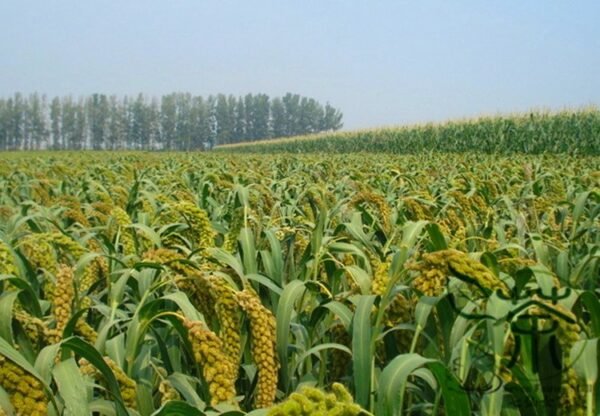 Setaria Italica, Foxtail Millet Seed 20000 PCS, Panicum Italicum Huangguzi - Image 6