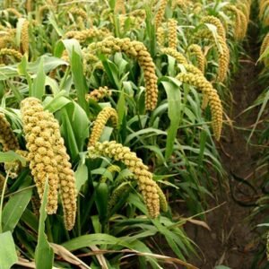 Setaria Italica, Foxtail Millet Seed 20000 PCS, Panicum Italicum Huangguzi