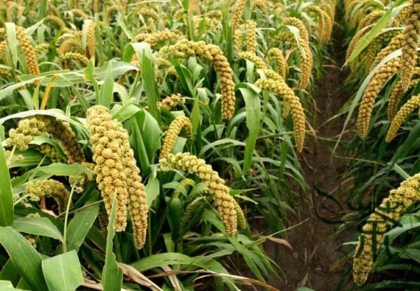 Setaria Italica, Foxtail Millet Seed 20000 PCS, Panicum Italicum Huangguzi