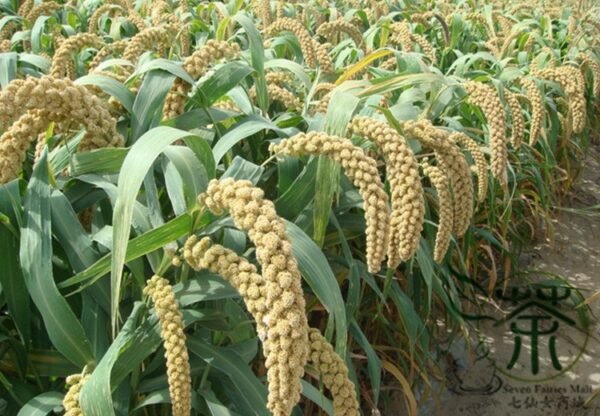 Setaria Italica, Foxtail Millet Seed 20000 PCS, Panicum Italicum Huangguzi - Image 7