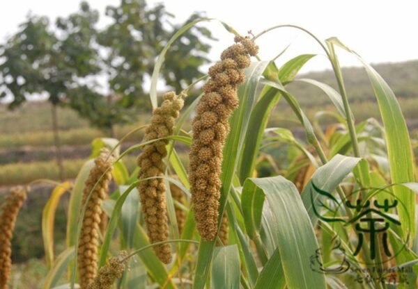 Setaria Italica, Foxtail Millet Seed 20000 PCS, Panicum Italicum Huangguzi - Image 8