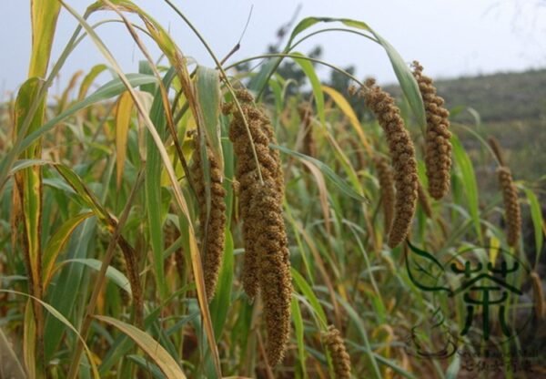 Setaria Italica, Foxtail Millet Seed 20000 PCS, Panicum Italicum Huangguzi - Image 9