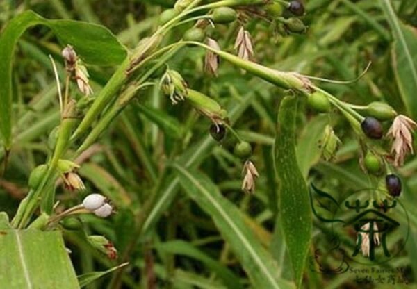 Job's Tears, Coix Chinensis Seed 500 PCS, Coix Lacryma-jobi Yiyi - Image 8