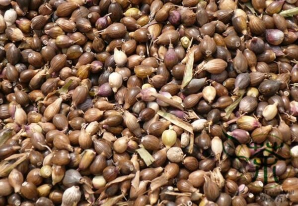 Job's Tears, Coix Chinensis Seed 500 PCS, Coix Lacryma-jobi Yiyi - Image 9