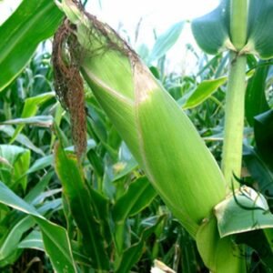 Black Maize, Sweet Corn Seed 200 PCS, Zea Mays Heiyumi