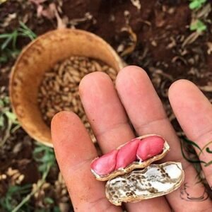 Arachis Hypogaea, Red Peanut Seed 200 PCS, Chinese Groundnut Honghuasheng