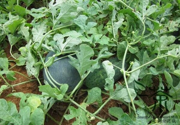 Tsamma Melon, Citrullus Lanatus Seed 1000 PCS, Watermelon Heimeiren Xigua