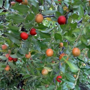 Ziziphus Jujuba, Chinese Date Seed 50 PCS, Red Date Nansuanzao