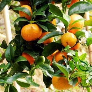 Sugar Orange, Sweet Orange Seed 500 PCS, Citrus Shatangju