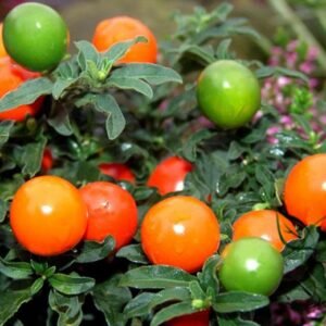 Solanum Pseudocapsicum, Jerusalem Cherry Seed 2000 PCS, Shanhuying